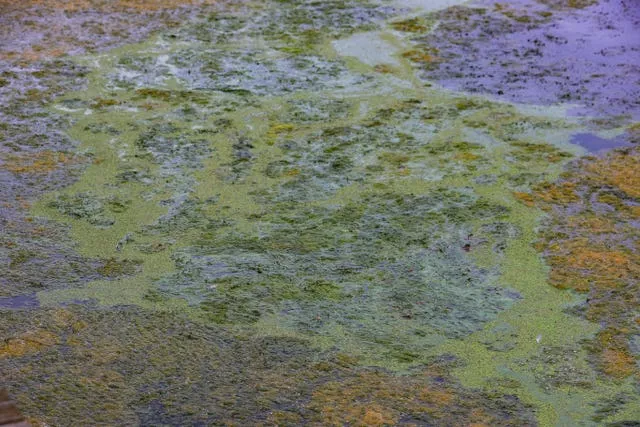Lough Neagh algal blooms