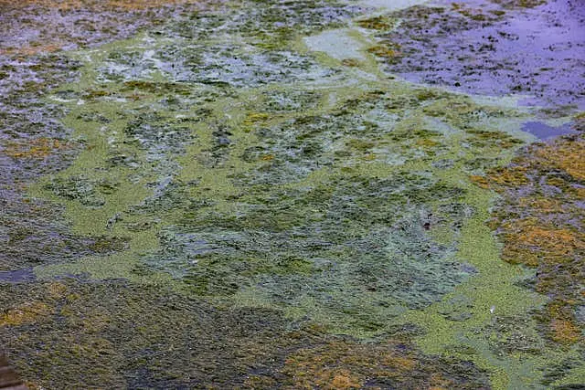 Lough Neagh algal blooms