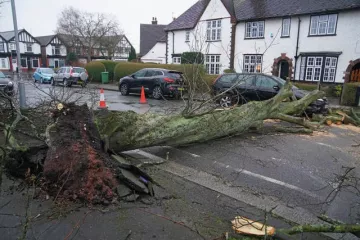 A fallen tree