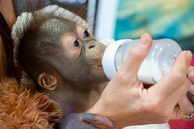 Baby orangutan being bottle fed