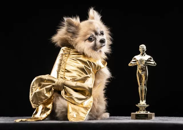 Dexter the Pomeranian dog models a design inspired by a golden Oscar