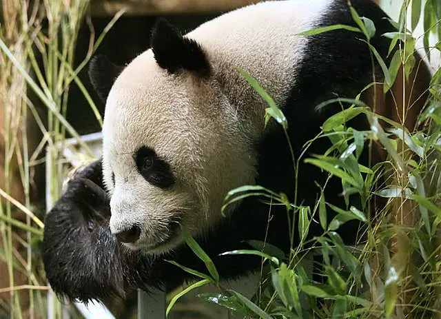 Pandas returning to China