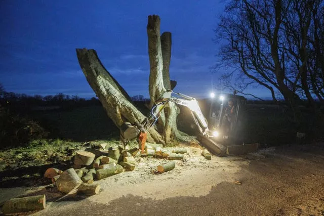 Dark Hedges trees removed