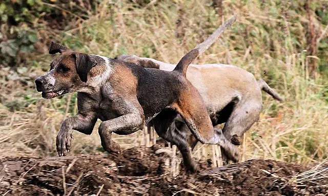 Fingal Harriers Hunt