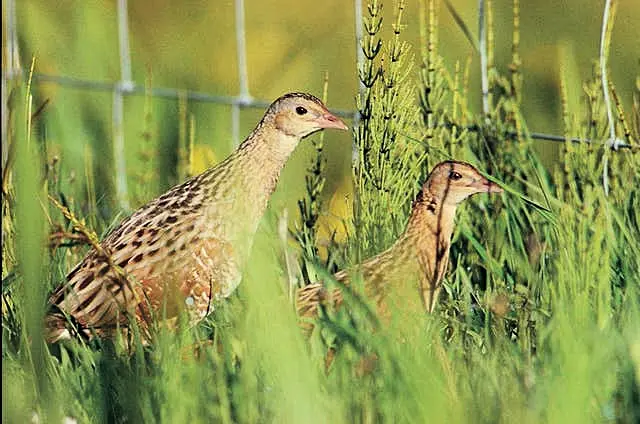 Two corncrakes (Chris Gomersall/RSPB/PA)