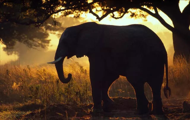 An African elephant in Zimbabwe (Martin Harvey/WWF/PA)