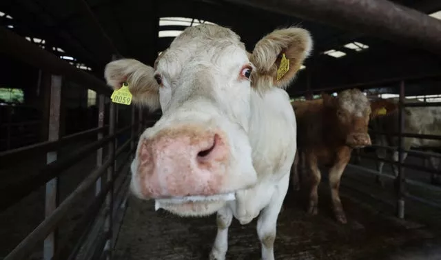 Cows for sale in Co Kildare (Niall Carson/PA)
