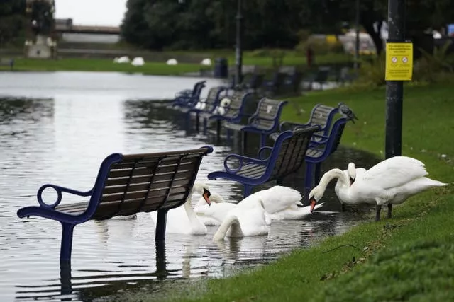 Swans feeding next to submerged benches at Canoe Lake in Southsea, Portsmouth 