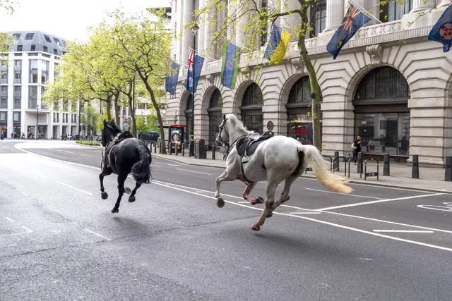 Two horses on the loose bolt through the streets of London near Aldwych 