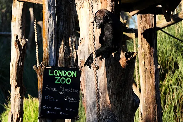 A gorilla during the annual stocktake at ZSL London Zoo