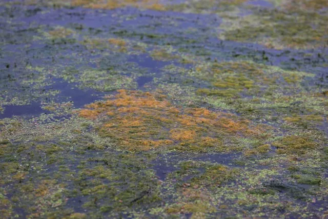 Lough Neagh algal blooms