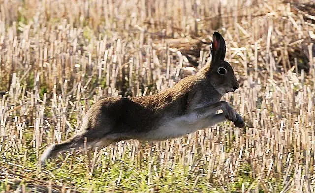 Fingal Harriers Hunt