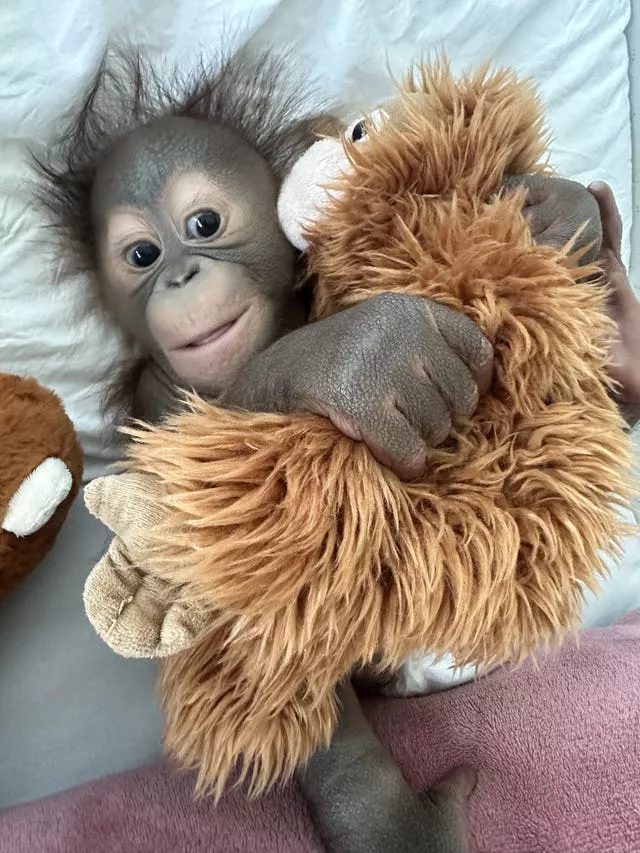 Baby orangutan cuddling an orangutan stuffed toy