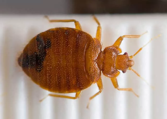 The common bedbug