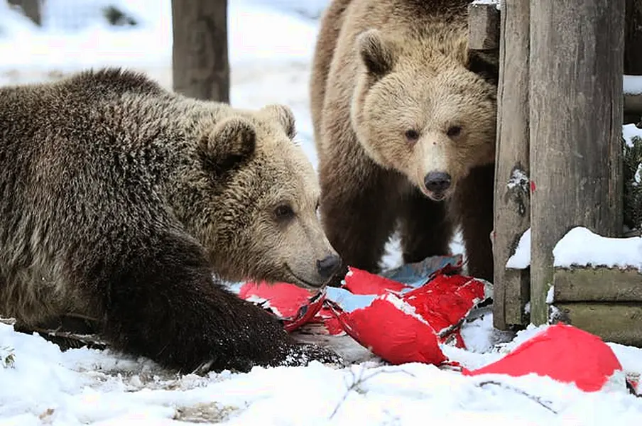 Valentine’s at the Wildwood Trust