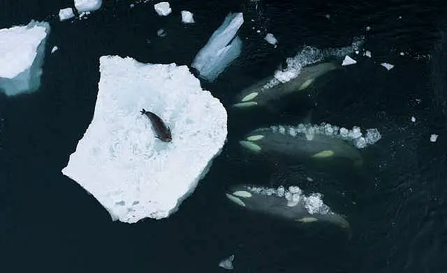 Wildlife Photographer of the Year