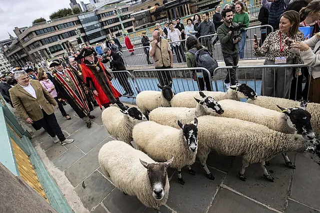 10th London Sheep Drive TOP CHEF RICHARD CORRIGAN TO LEAD 10th LONDON SHEEP DRIVE