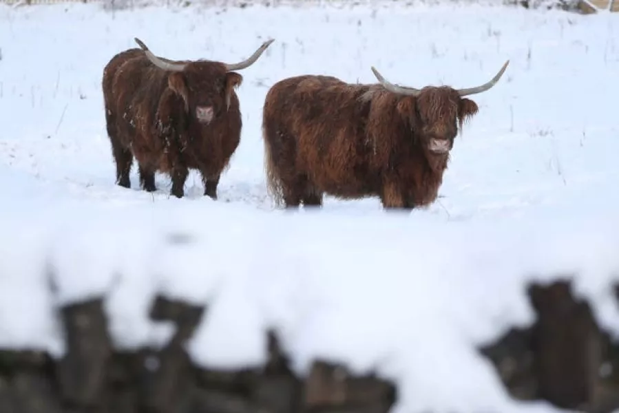 Highland cows in the snow