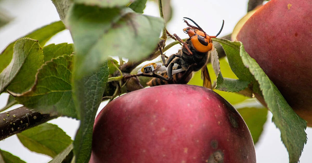 US Scientists To Wipe Out ‘murder Hornets’ Nest To Preserve Honeybees