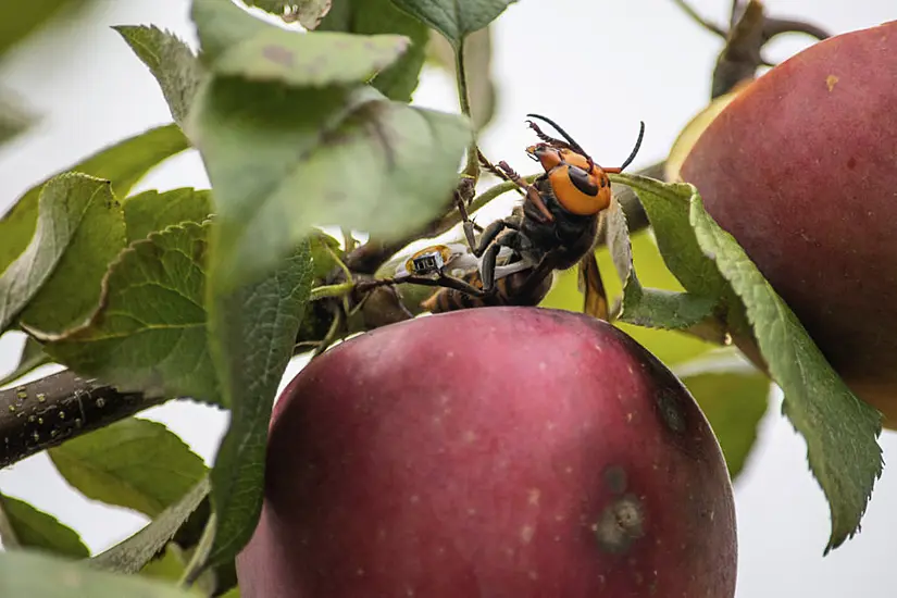 Us Scientists To Wipe Out ‘Murder Hornets’ Nest To Preserve Honeybees