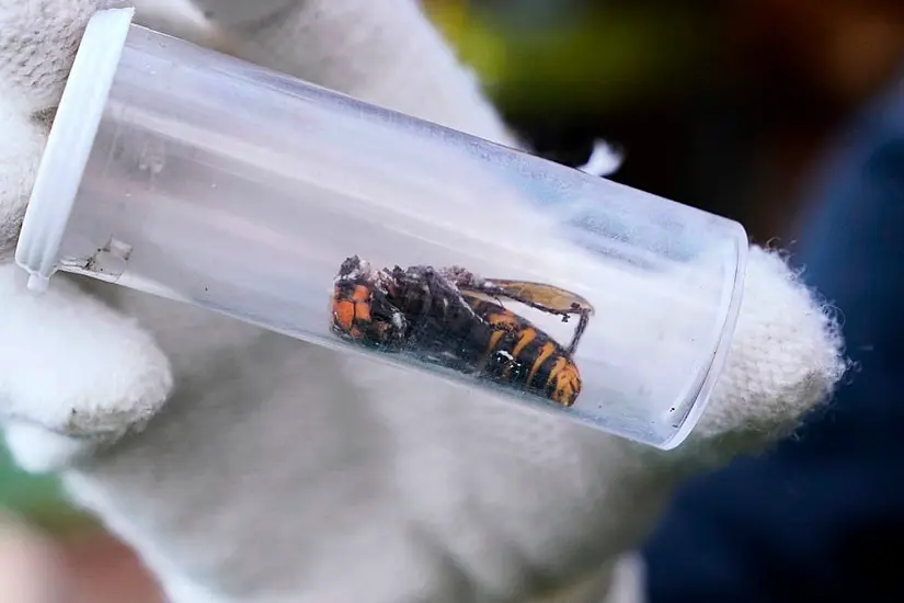 'Murder Hornet' Nest Vacuumed Out Of Tree In Us