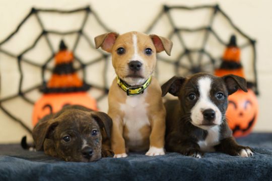 Dogs Trust Record 358% Increase In Owners Seeking Fireworks Advice
