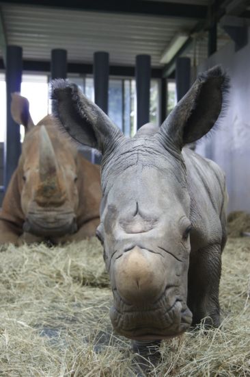 White Rhino Born At Disney World