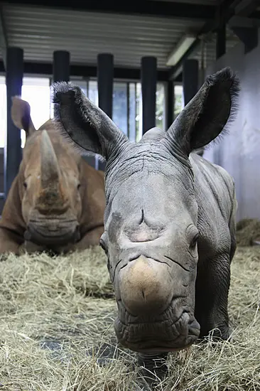 White Rhino Born At Disney World