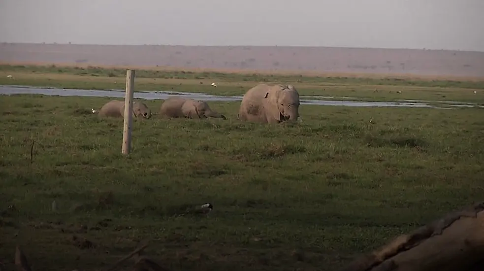 Elephant Baby Boom Sees Record Number Of Calves Born In National Park