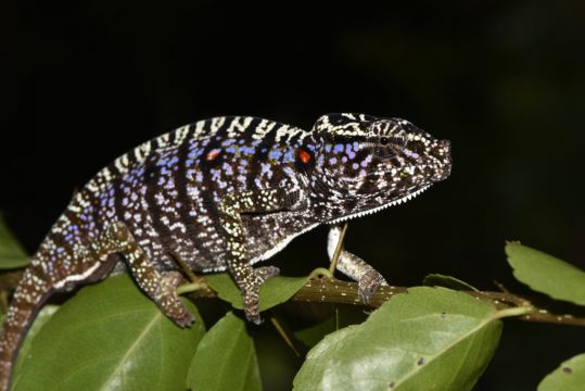 Scientists Find Madagascar Chameleon Last Seen 100 Years Ago