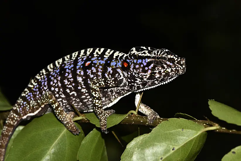 Scientists Find Madagascar Chameleon Last Seen 100 Years Ago