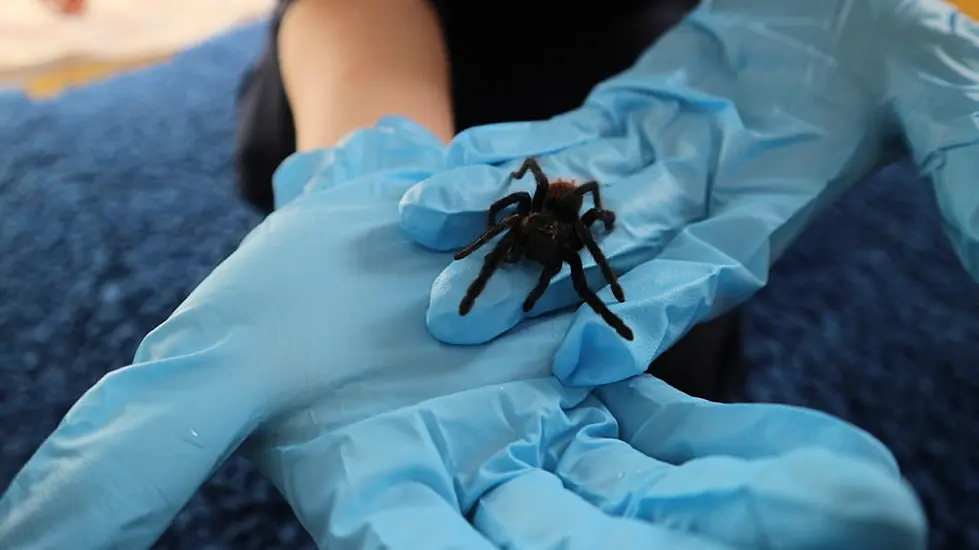 Donegal Shopper Finds Tarantula In Bunch Of Bananas