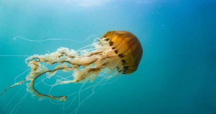 World Jellyfish Day: 9 reasons jellyfish are one of the world's weirdest  animals