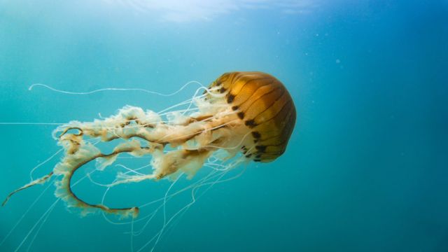 World Jellyfish Day: 9 Reasons Jellyfish Are One Of The World’s Weirdest Animals