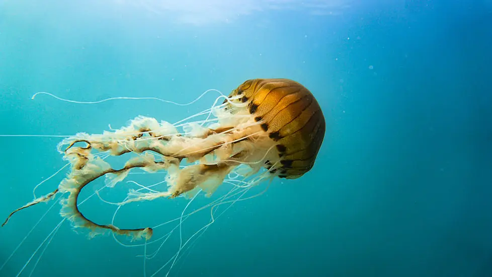World Jellyfish Day: 9 Reasons Jellyfish Are One Of The World’s Weirdest Animals