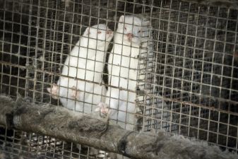 Denmark Wants To Cull 15 Million Mink Over Covid Fears