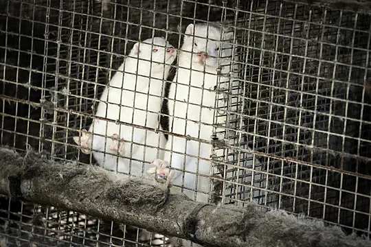 Denmark Wants To Cull 15 Million Mink Over Covid Fears