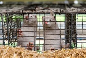 100,000 Mink On Irish Farms To Be Culled Amid Covid-19 Concerns