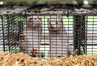 100,000 Mink On Irish Farms To Be Culled Amid Covid-19 Concerns