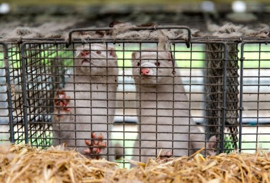 Mink Cull In Ireland Urged After Covid-19 Danish Farm Scare