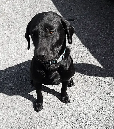 Garda Dog Rex Finds Hidden Handgun In Riverbank