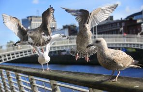 Rail Travellers To Hear Birdsong On Commute In Nationwide Art Project