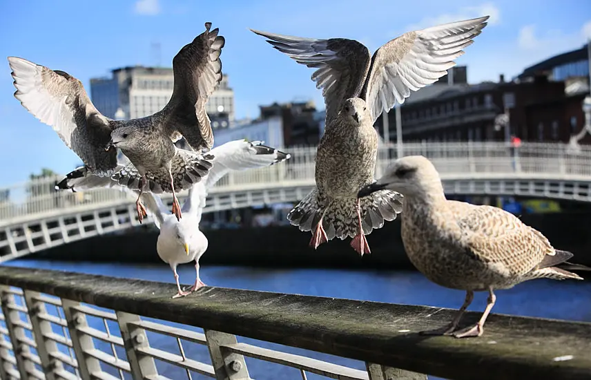 Rail Travellers To Hear Birdsong On Commute In Nationwide Art Project