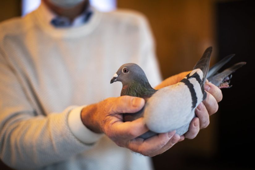 Belgian Racing Pigeon Sells For More Than £1.4M In Auction