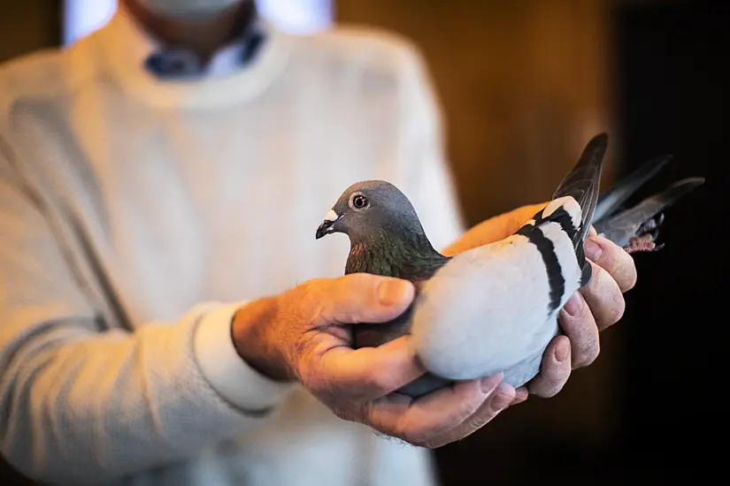 Belgian Racing Pigeon Sells For More Than £1.4M In Auction