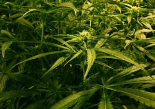&#039;Off The Grid&#039; Pensioner (73) Receives Suspended Sentence For Growing Cannabis Plants