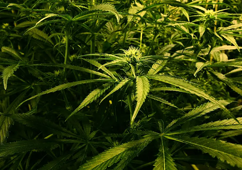 Cab Secures Orders Over Three Houses Linked To Cannabis Production