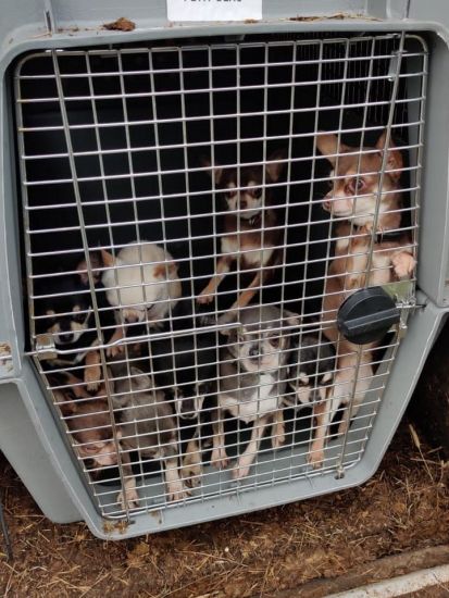 Dogs Worth €150,000 Seized In Operation Targeting Illegal Puppy Farming