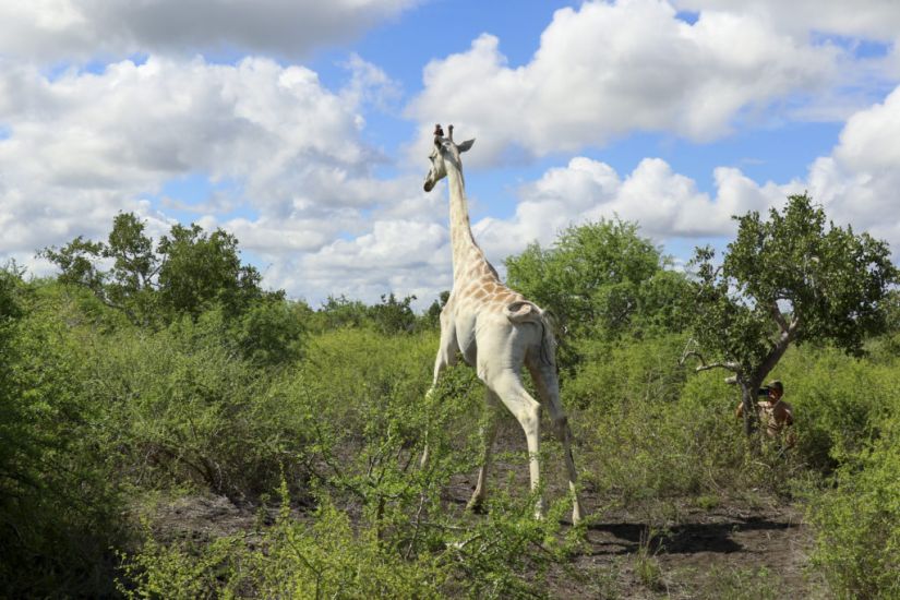 World’s Last Known White Giraffe Gets Gps Tracking Device