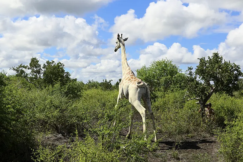 World’s Last Known White Giraffe Gets Gps Tracking Device